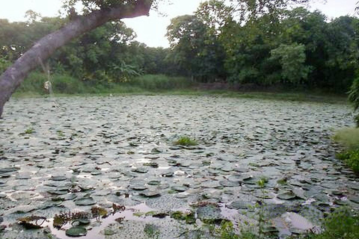 Makhana pond cultivation setting in India for foxnut farming context